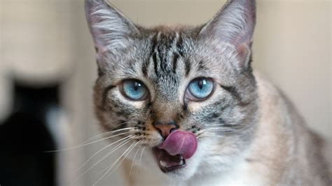 cat keeps licking lips|Vet reveals 7 reasons why your cat licks their lips .